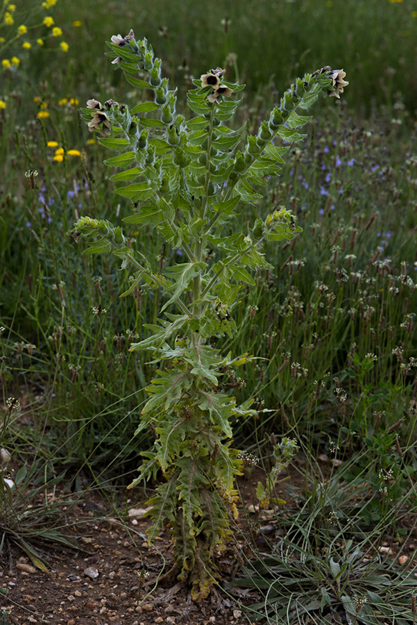 Beleño negro 352_038