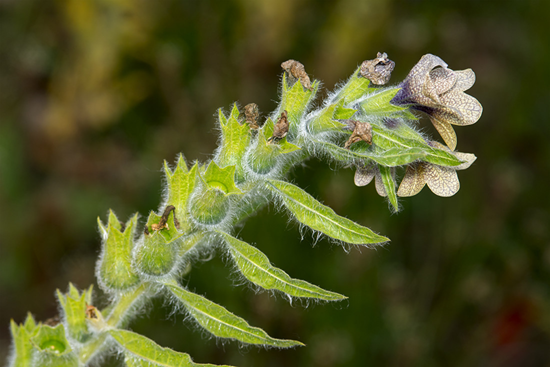 Beleño negro 352_040