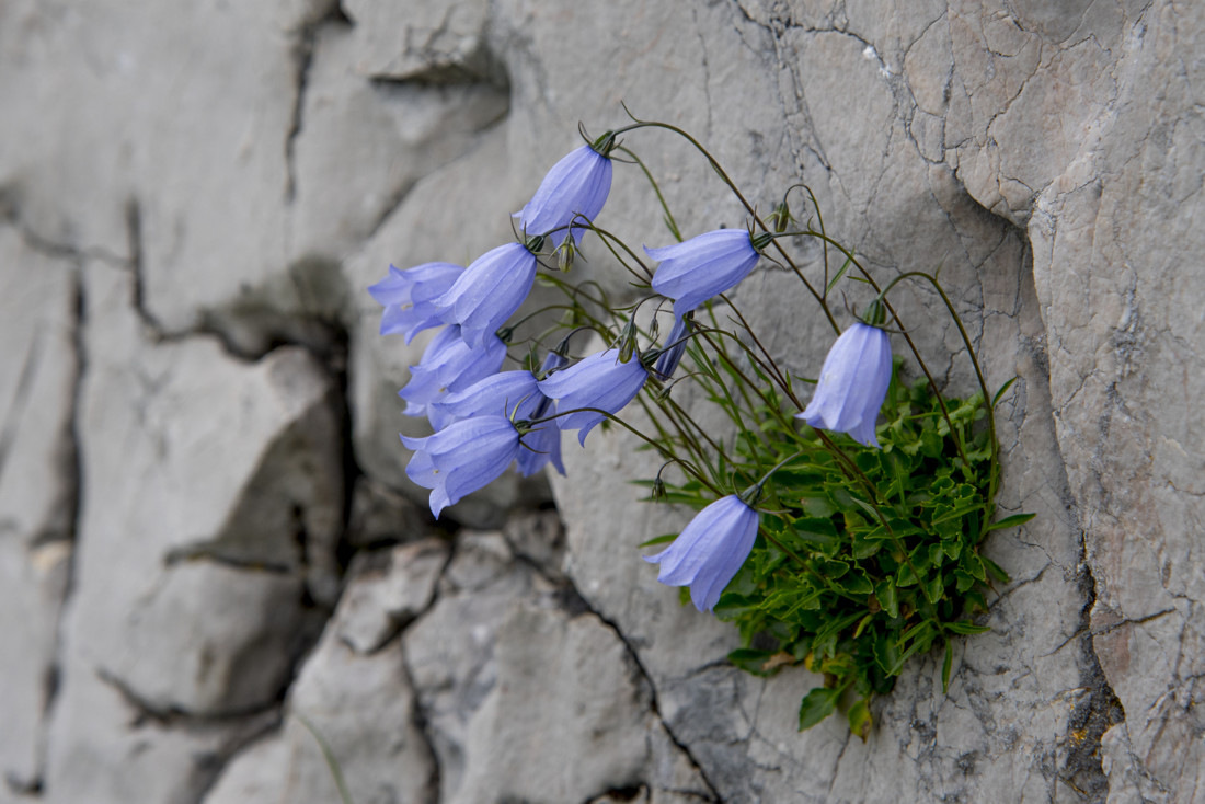 Campanula cochleariifolia 