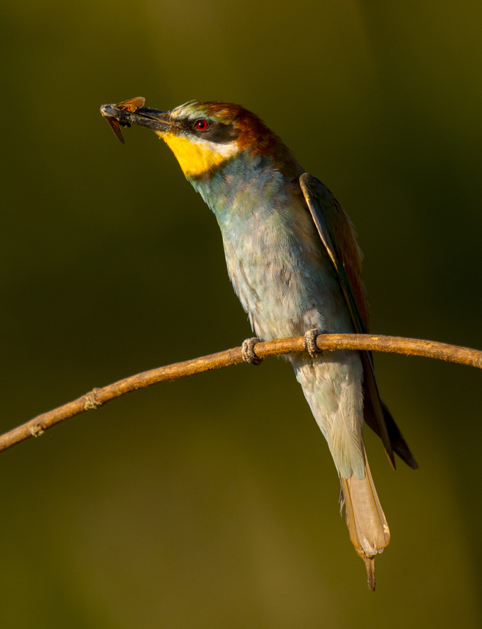 Abejaruco con esfinge 358_146