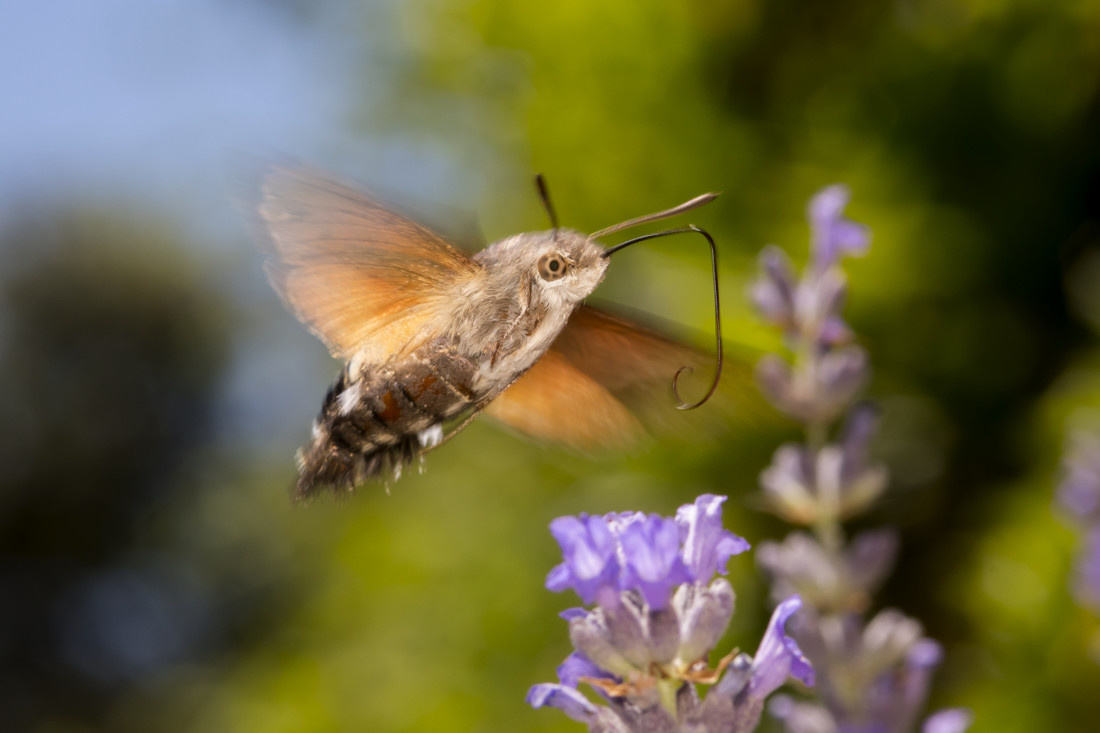 Esfinge colibrí 357_104