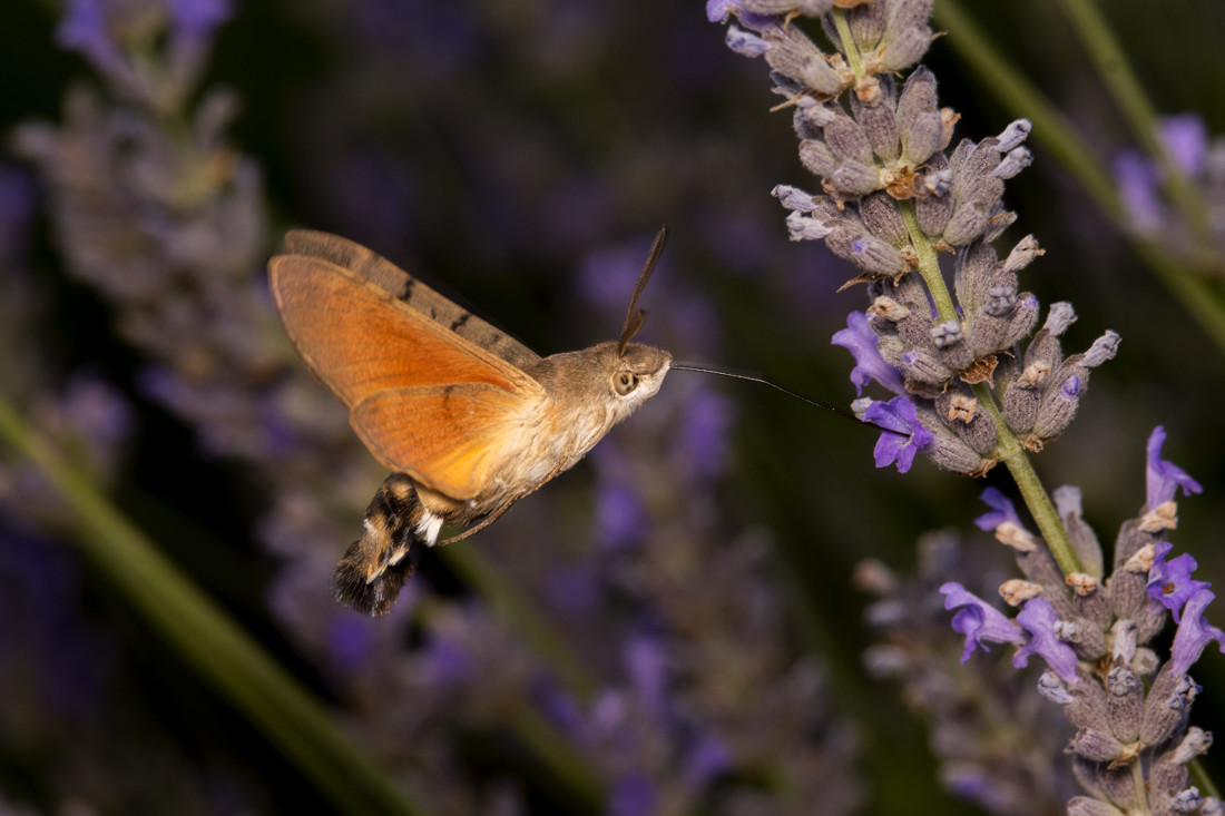 Esfinge colibrí 358_035