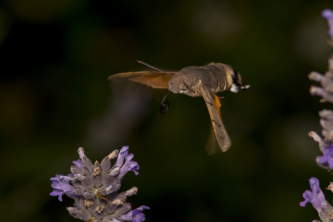 Esfinge colibrí 358_052