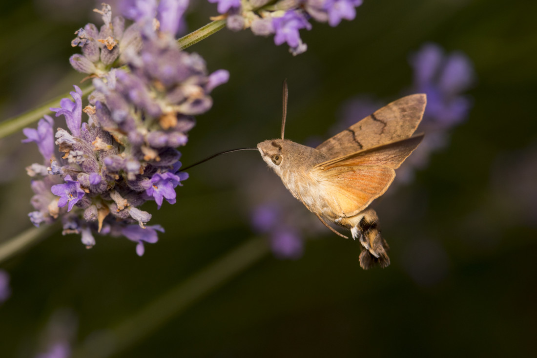 Esfinge colibrí 358_056