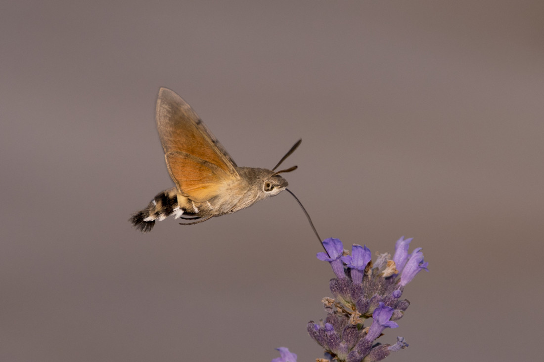 Esfinge colibrí 358_061