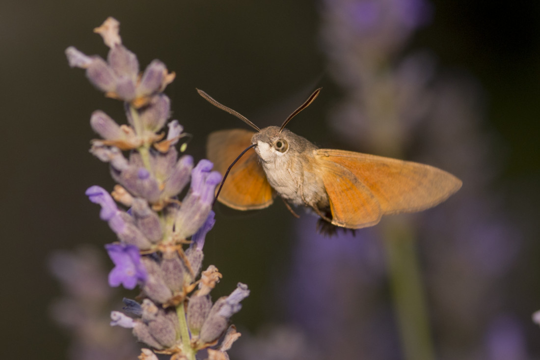 Esfinge colibrí 358_063