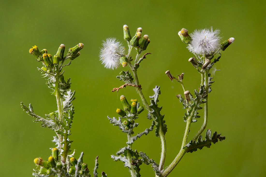 Senecio 316_006