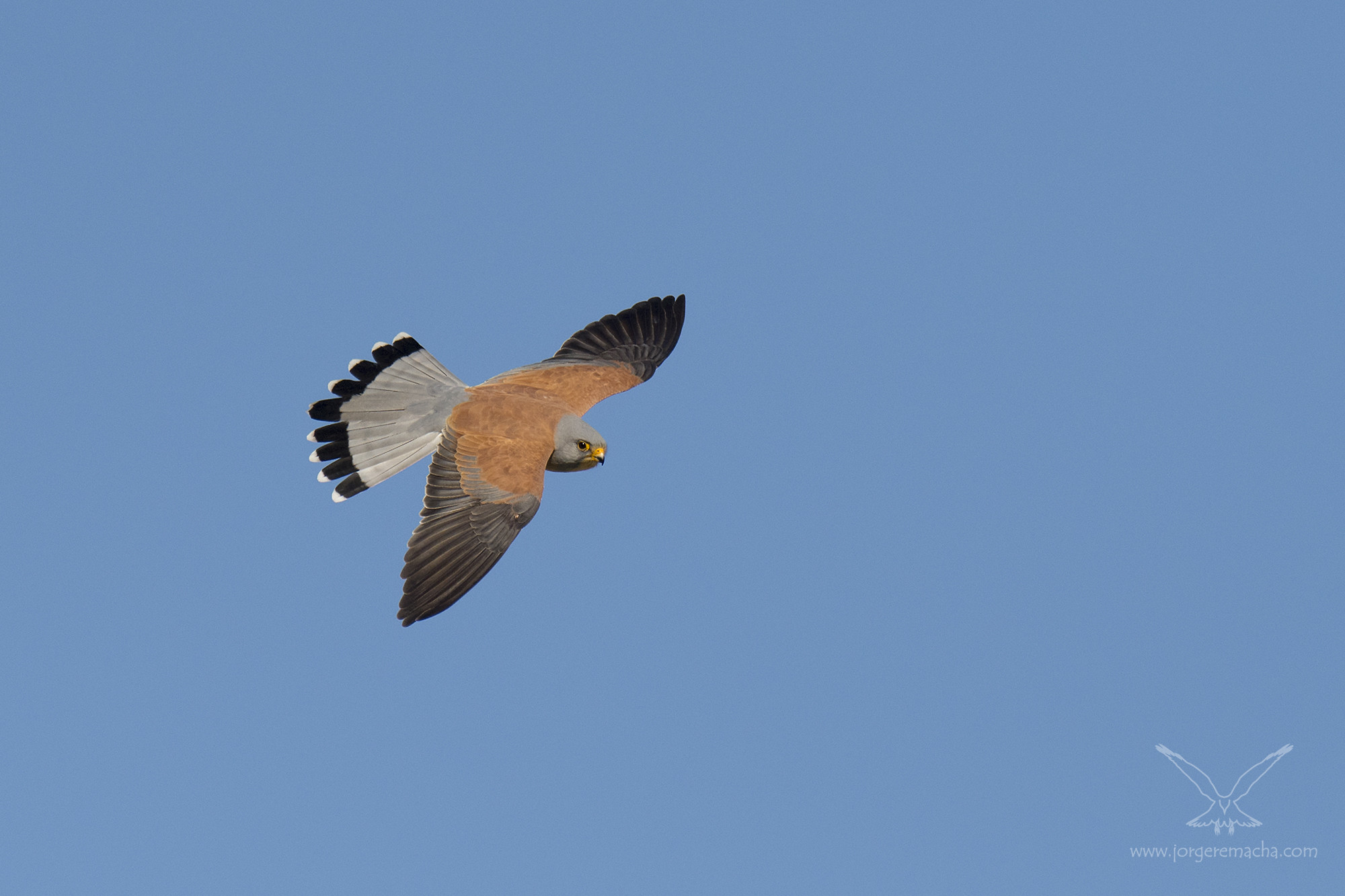 Cernícalo primilla (macho)