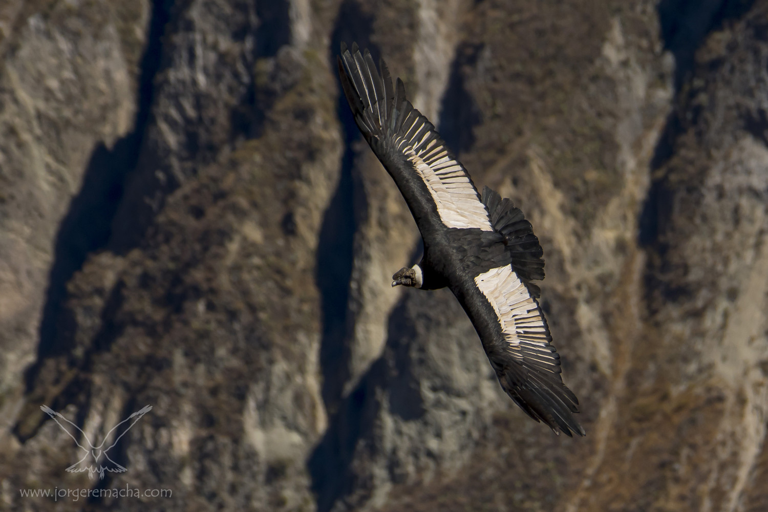 Cóndor de los Andes 385_733_001