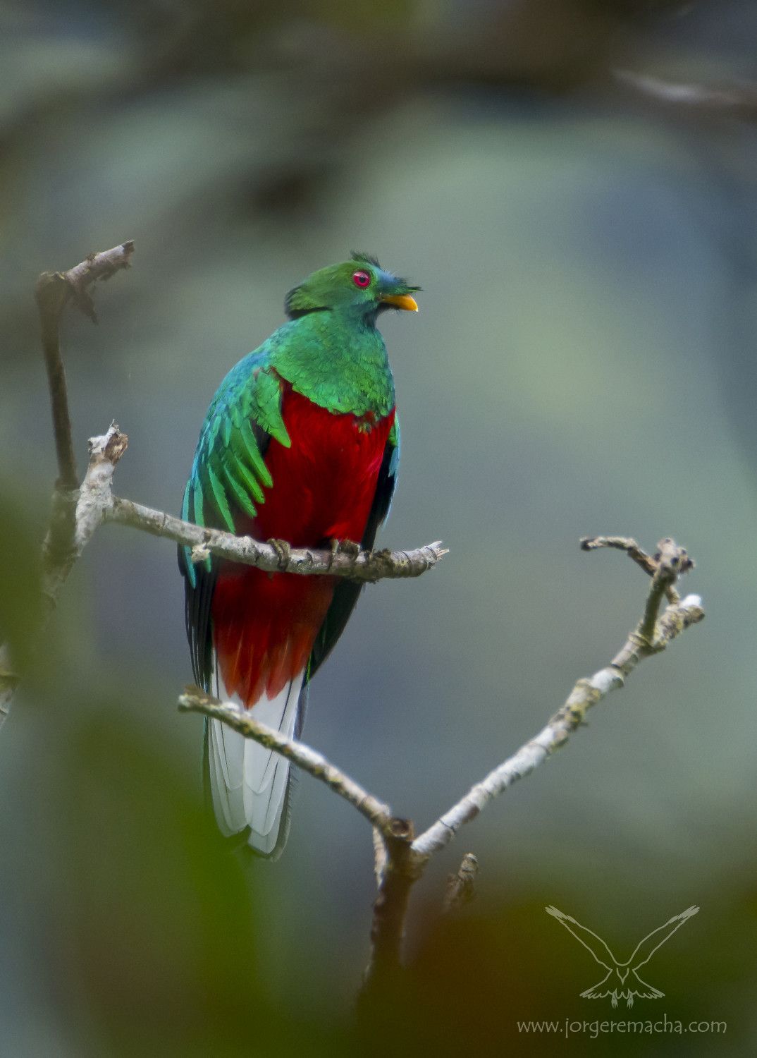 Quetzal crestado 385_607_057