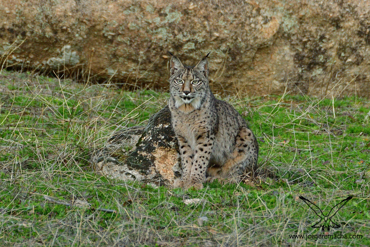 Lince ibérico 387_011