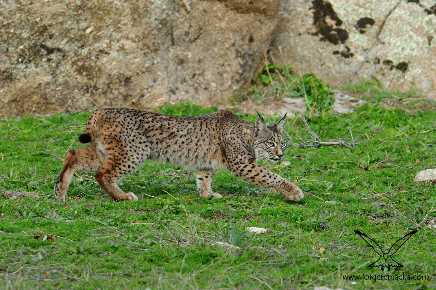 Lince ibérico 387_013