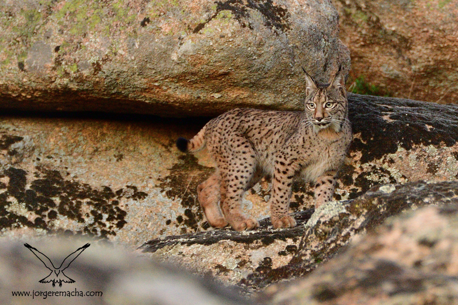 Lince ibérico 387_057