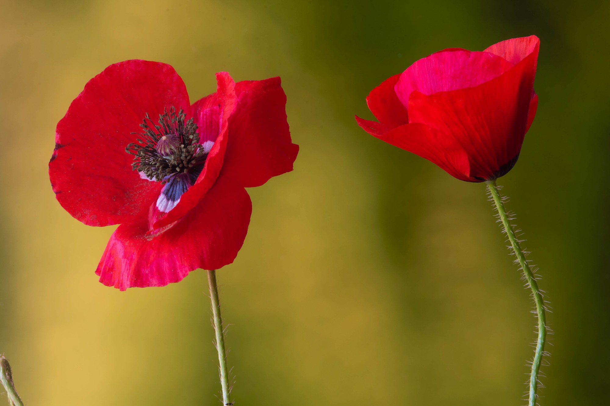 Amapolas_