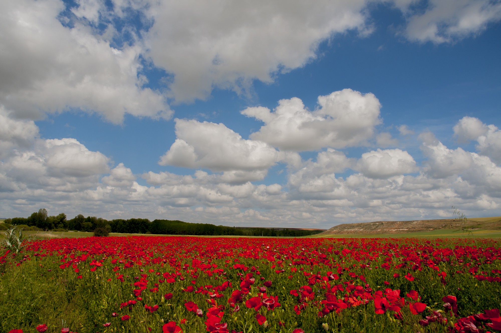 Campo de amapolas 156 (35)